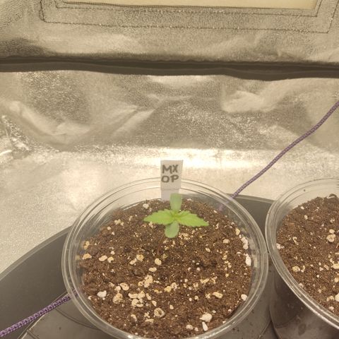 Mimosa x Orange punch auto  growlog timeline photo