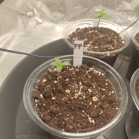 Purple Punch auto  growlog timeline photo