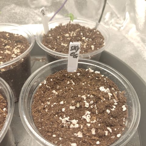 Skywalker OG Auto growlog timeline photo