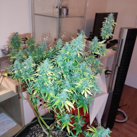 LSD Auto growlog timeline photo