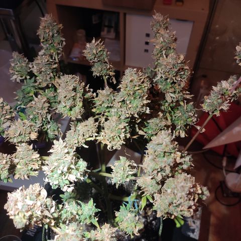 Apple fritter Automatic growlog in Behältnis mit bóveda pack 58-62%