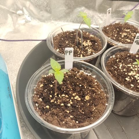 Purple Punch auto  growlog timeline photo