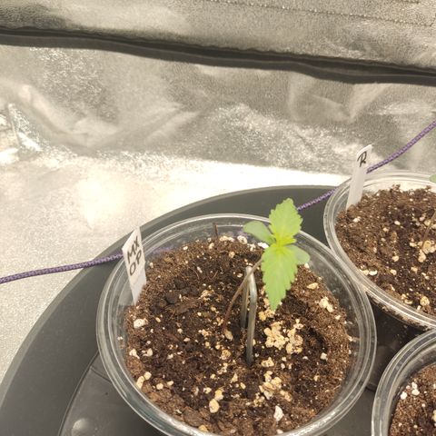 Mimosa x Orange punch auto  growlog timeline photo