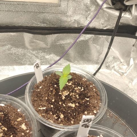 Runtz Auto growlog timeline photo