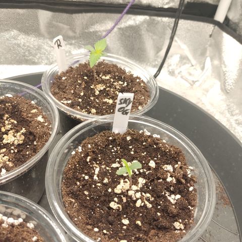 Skywalker OG Auto growlog timeline photo