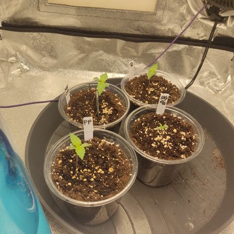 Mimosa x Orange punch auto  growlog timeline photo