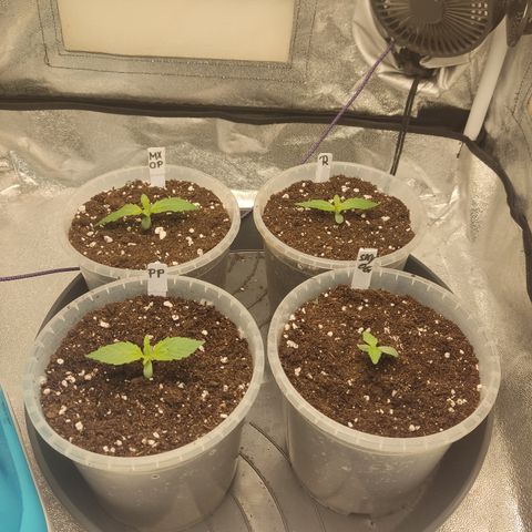Mimosa x Orange punch auto  growlog timeline photo