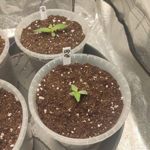 Skywalker OG Auto growlog timeline photo