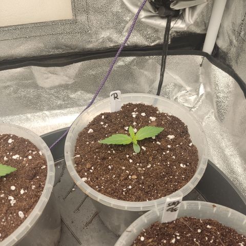 Runtz Auto growlog timeline photo