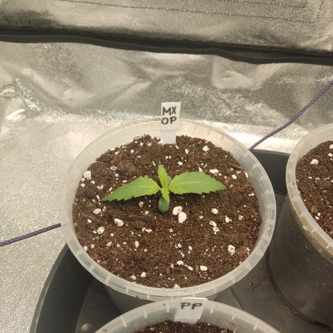 Mimosa x Orange punch auto  growlog timeline photo