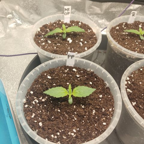 Purple Punch auto  growlog timeline photo