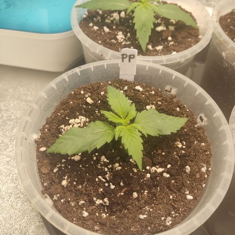 Purple Punch auto  growlog timeline photo