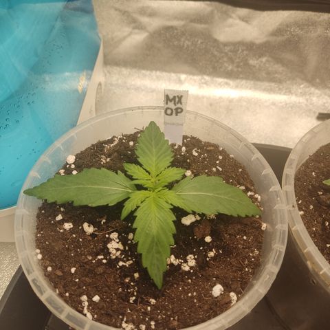 Mimosa x Orange punch auto  growlog timeline photo