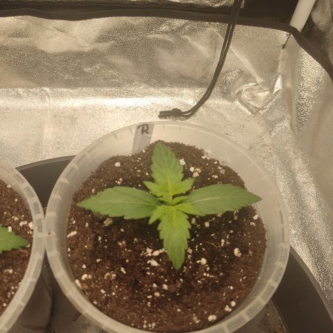 Runtz Auto growlog timeline photo