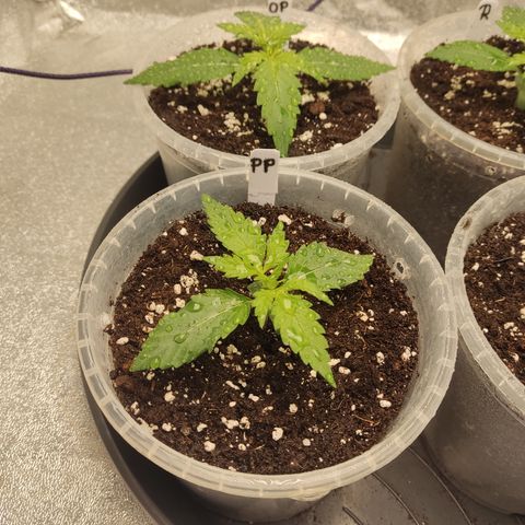 Purple Punch auto  growlog timeline photo