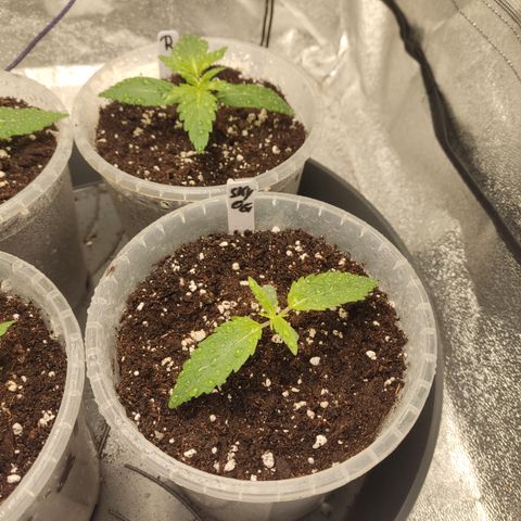 Skywalker OG Auto growlog timeline photo