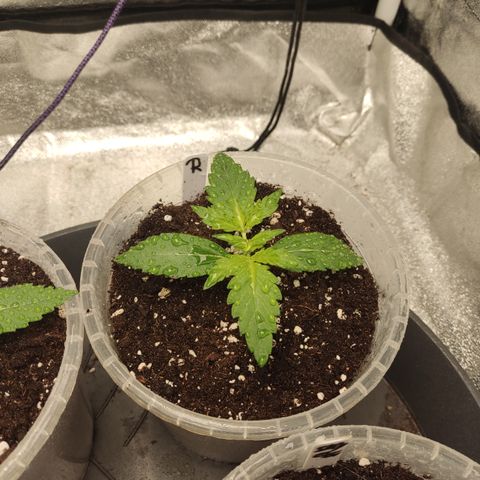 Runtz Auto growlog timeline photo