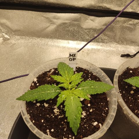 Mimosa x Orange punch auto  growlog timeline photo
