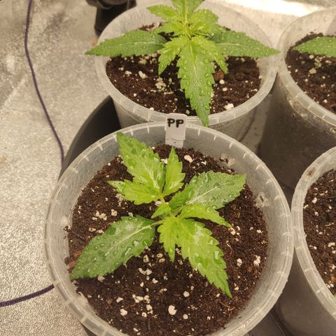 Purple Punch auto  growlog timeline photo