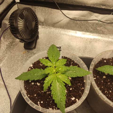 Mimosa x Orange punch auto  growlog timeline photo