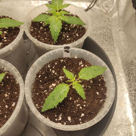 Skywalker OG Auto growlog timeline photo