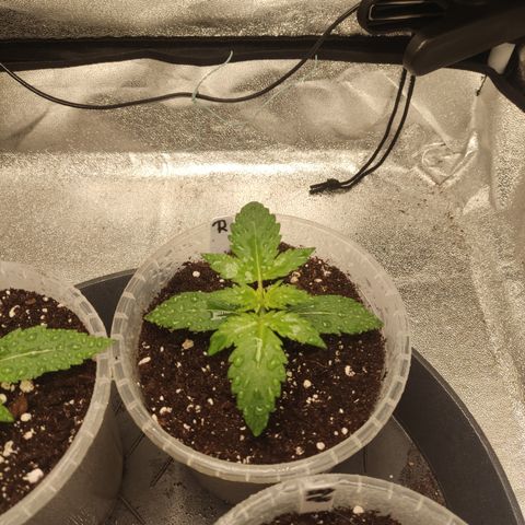 Runtz Auto growlog timeline photo