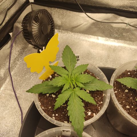 Mimosa x Orange punch auto  growlog timeline photo