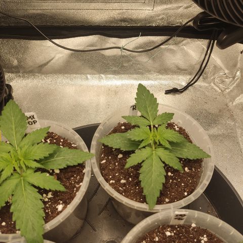 Runtz Auto growlog timeline photo
