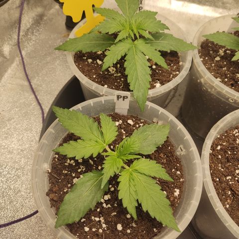 Purple Punch auto  growlog timeline photo