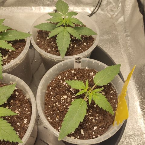 Skywalker OG Auto growlog timeline photo