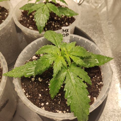Mimosa x Orange punch auto  growlog timeline photo