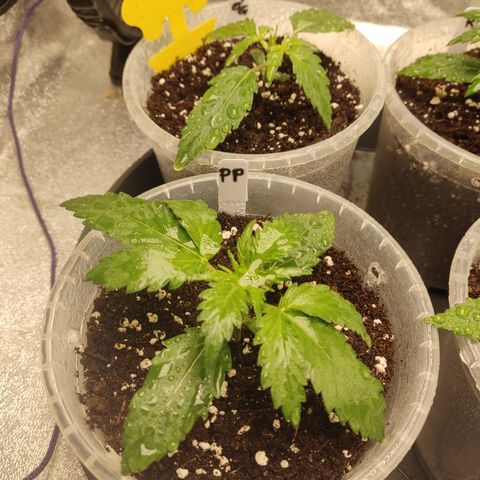 Purple Punch auto  growlog timeline photo