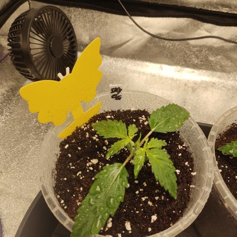 Skywalker OG Auto growlog timeline photo
