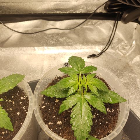 Runtz Auto growlog timeline photo