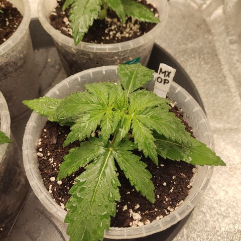 Mimosa x Orange punch auto  growlog timeline photo