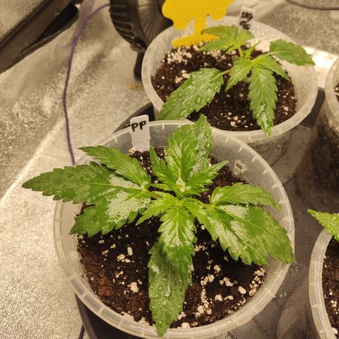 Purple Punch auto  growlog timeline photo
