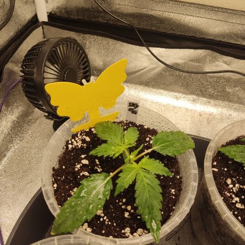 Skywalker OG Auto growlog timeline photo