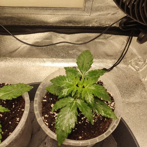 Runtz Auto growlog timeline photo