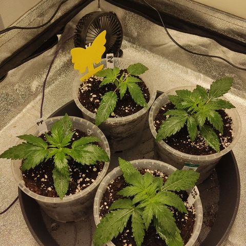 Mimosa x Orange punch auto  growlog timeline photo