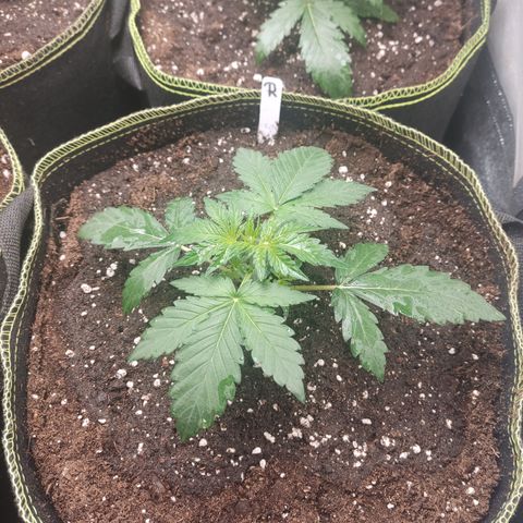 Runtz Auto growlog timeline photo