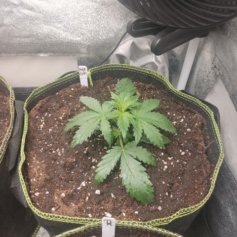 Mimosa x Orange punch auto  growlog timeline photo
