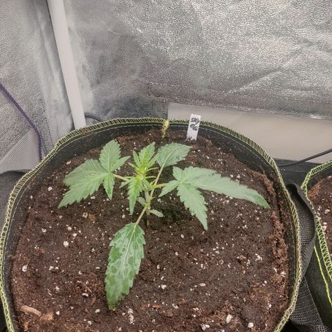 Skywalker OG Auto growlog timeline photo