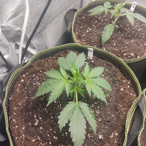 Purple Punch auto  growlog timeline photo