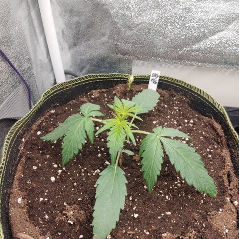 Skywalker OG Auto growlog timeline photo