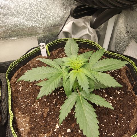 Mimosa x Orange punch auto  growlog timeline photo