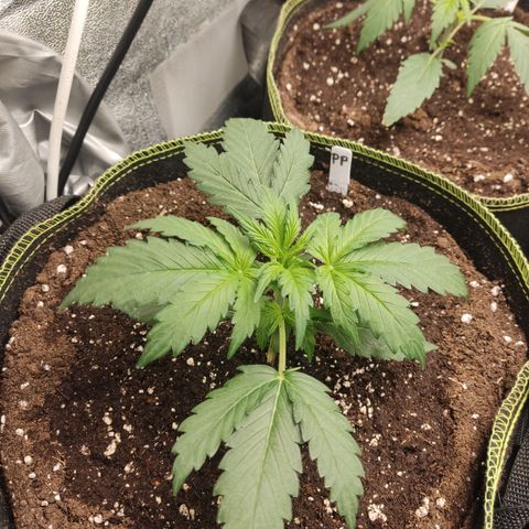 Purple Punch auto  growlog timeline photo