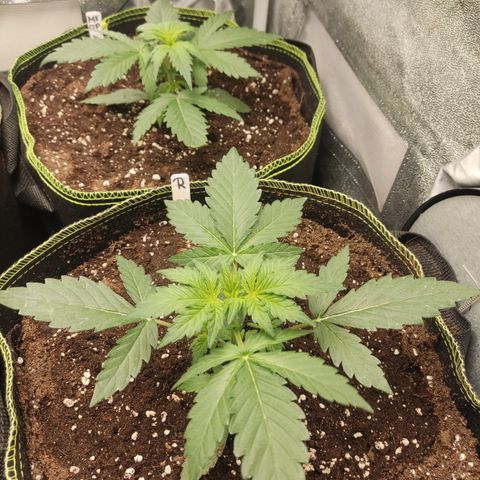 Runtz Auto growlog timeline photo