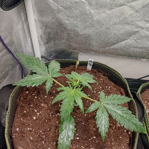 Skywalker OG Auto growlog timeline photo