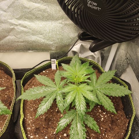 Mimosa x Orange punch auto  growlog timeline photo