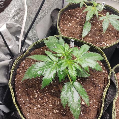 Purple Punch auto  growlog timeline photo